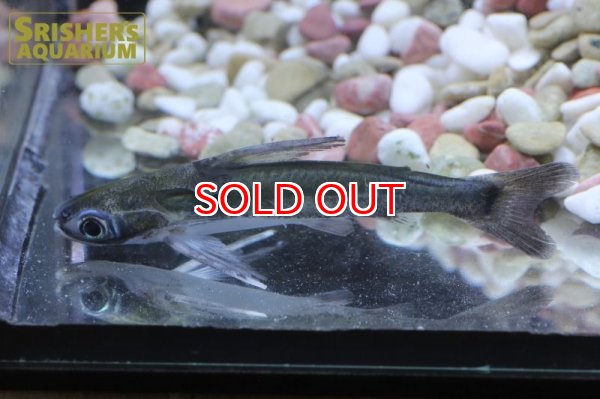 画像3: グリーンキャット (3)