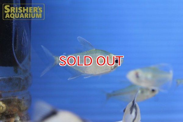 画像1: オジョロジョテトラ  (Ojo Rojo Tetra) (1)