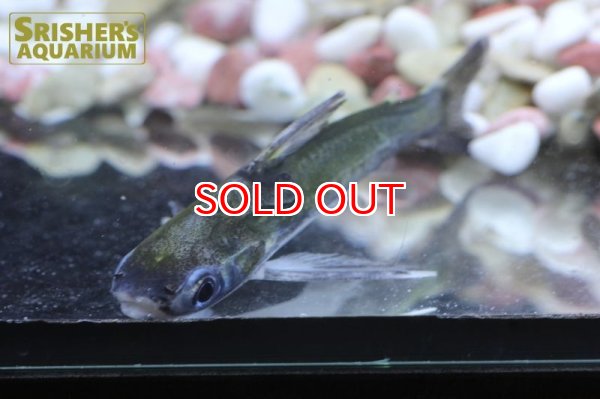 画像2: グリーンキャット (2)