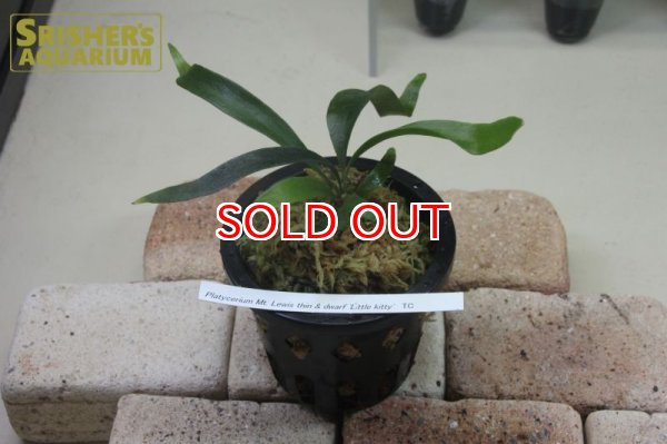 画像3: 観葉植物　ビカクシダ (3)