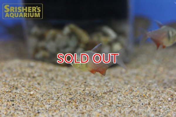 画像8: フレームテトラ WILD (8)