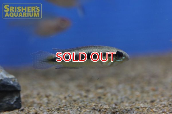 画像4: アピストグラマ　フラベリカウダ　アタバポ　ワイルド (ペア) (4)