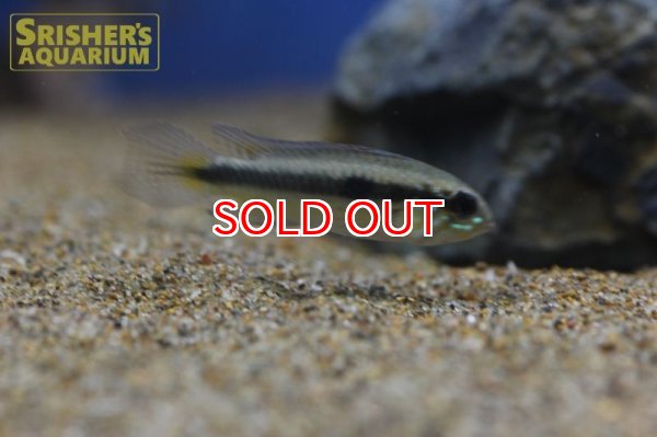 画像5: アピストグラマ　フラベリカウダ　アタバポ　ワイルド (ペア) (5)