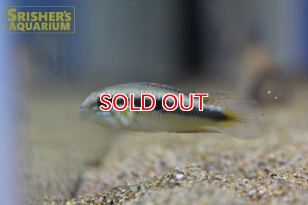 画像7: アピストグラマ　フラベリカウダ　アタバポ　ワイルド (ペア) (7)