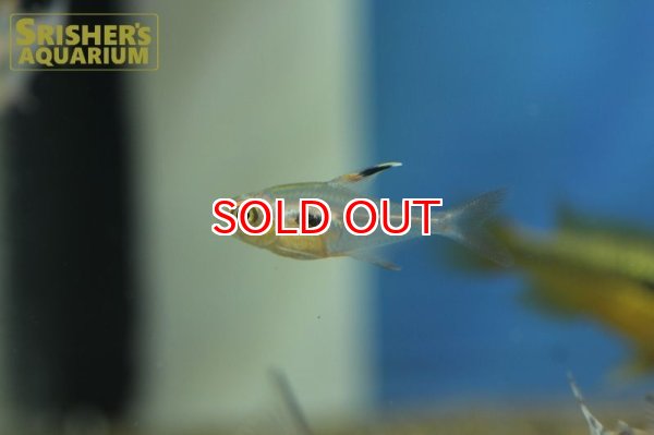 画像3: ハイフェソブリコン　エピカリス (3)