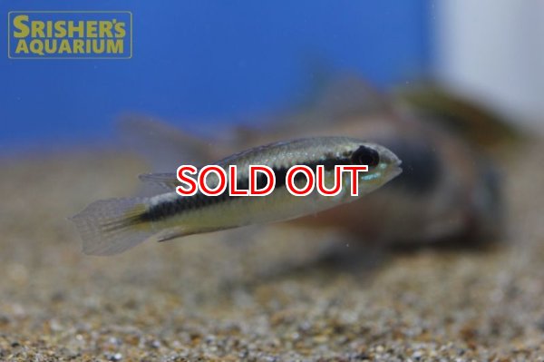 画像3: アピストグラマ　フラベリカウダ　アタバポ　ワイルド  オス (3)