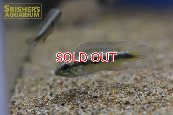 画像6: アピストグラマ　フラベリカウダ　アタバポ　ワイルド (ペア) (6)