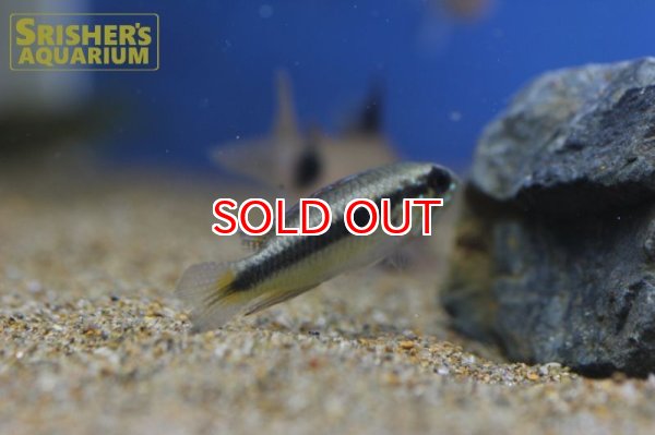 画像2: アピストグラマ　フラベリカウダ　アタバポ　ワイルド  オス (2)