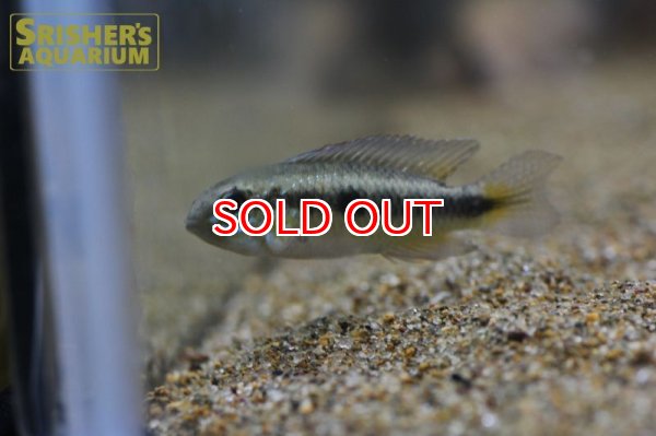 画像8: アピストグラマ　フラベリカウダ　アタバポ　ワイルド (ペア) (8)