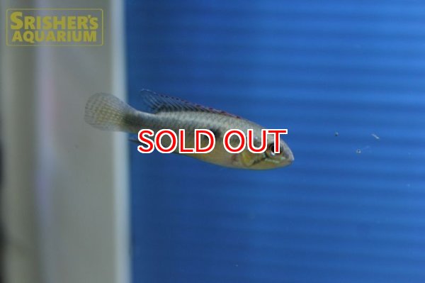 画像10: アピストグラマ　フラベリカウダ　アタバポ　ワイルド (ペア) (10)