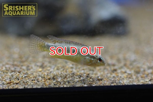 画像9: アピストグラマ　フラベリカウダ　アタバポ　ワイルド (ペア) (9)