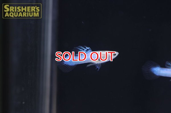 画像3: 国産ジャパンブルーグッピー（ペア） (3)