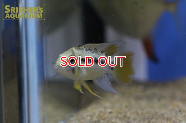 画像4: アピストグラマ ｓｐ.  ”リオカウラ” sv-50（ペア）n-06【２０１９年採集】【ベネズエラ】 (4)