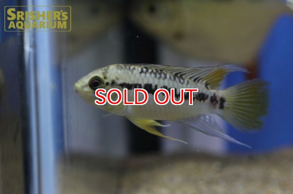 画像3: アピストグラマ ｓｐ.  ”リオカウラ” sv-50（ペア）n-06【２０１９年採集】【ベネズエラ】 (3)