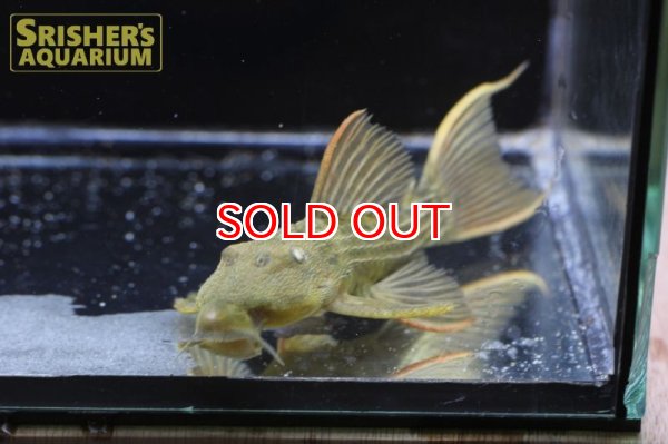 画像6: スーパースカーレットトリムプレコ　ツクルイ n-1 (6)