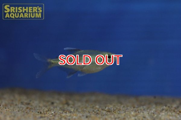 画像3: ヘミグラムス　ミクロプテルス　（ジュルエナ） (3)