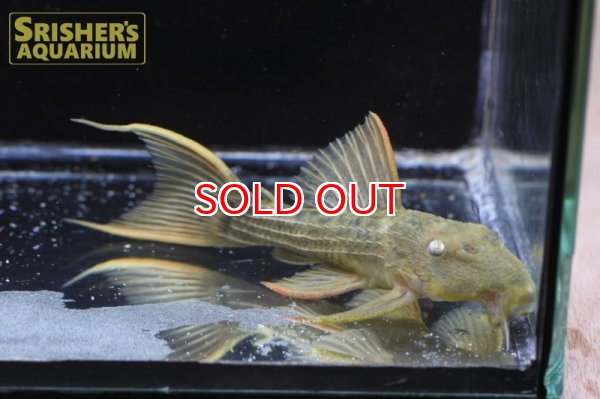 画像4: スーパースカーレットトリムプレコ　ツクルイ n-1 (4)