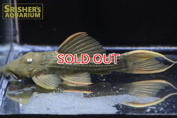 画像3: スーパースカーレットトリムプレコ　ツクルイ n-1 (3)