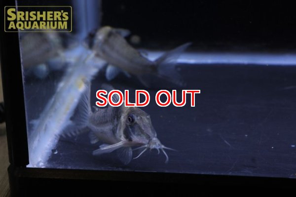 画像2: コリドラス ロングノーズヴァージナエ (2)