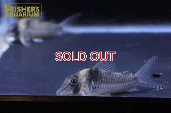 画像3: コリドラス ロングノーズヴァージナエ (3)