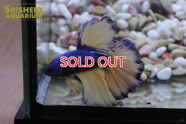 画像2: ベタ ハーフムーン　AA　オス n-1 (2)