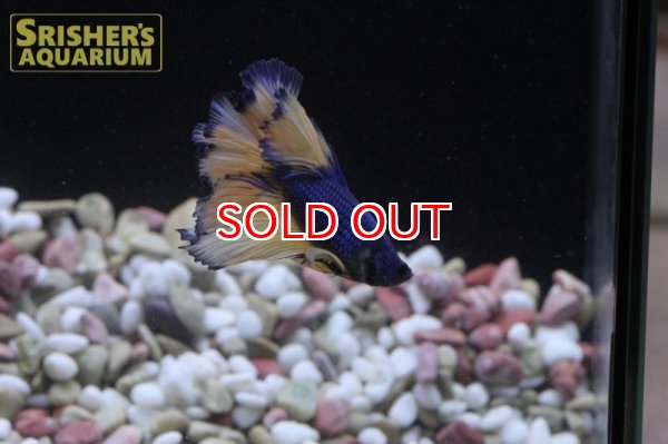 画像4: ベタ ハーフムーン　AA　オス n-1 (4)