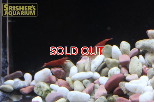 画像2: スーパーレッドチェリーシュリンプ (2)