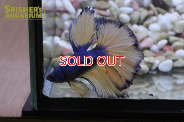 画像3: ベタ ハーフムーン　AA　オス n-1 (3)