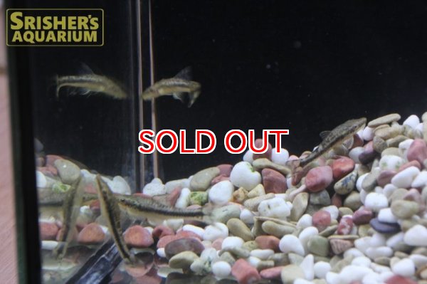 画像11: タイガージェットオトシン (11)