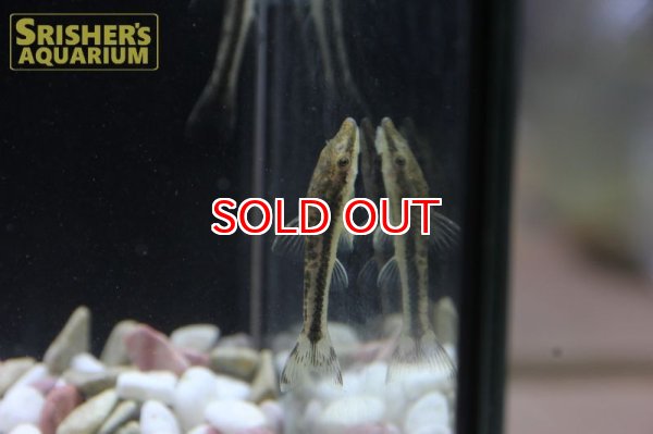 画像6: タイガージェットオトシン (6)