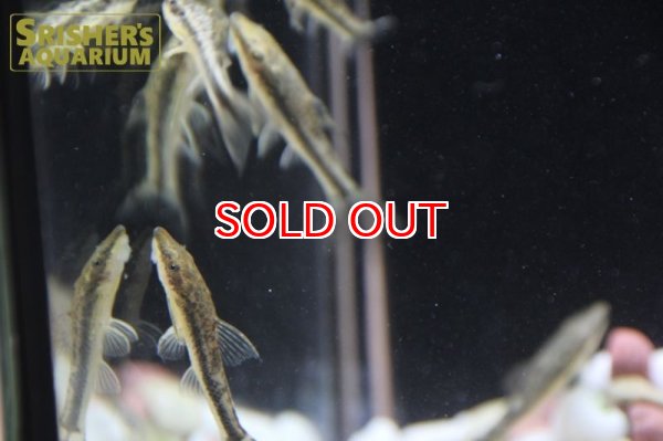 画像7: タイガージェットオトシン (7)