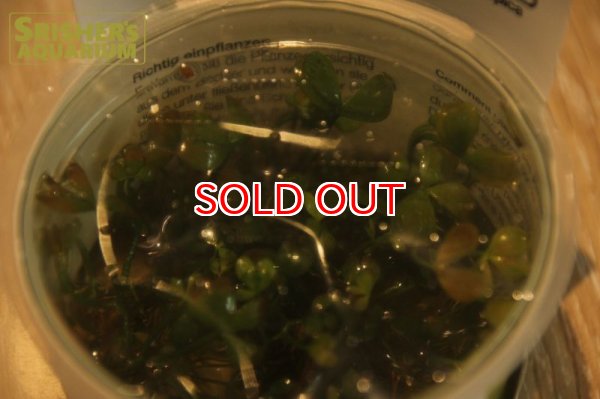 画像2: 水草 ウォータークローバー 1-2-G (2)