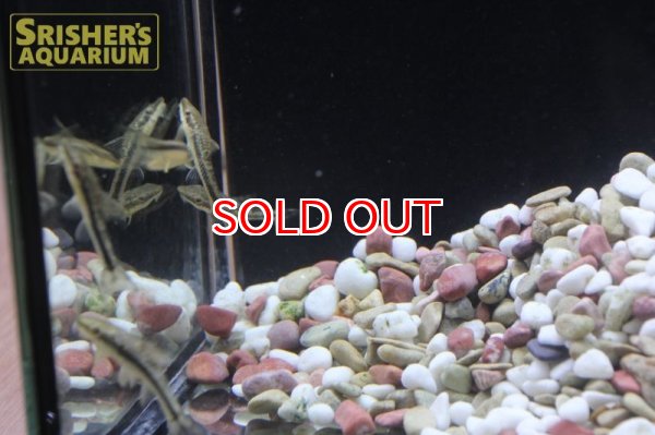 画像8: タイガージェットオトシン (8)