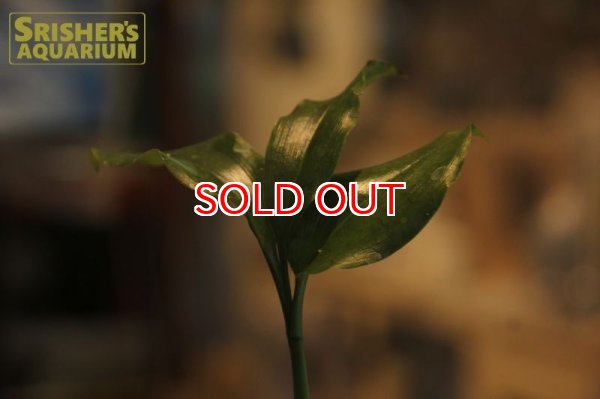 画像3: 観葉植物　オエセオクラデス　ウガンダエ (3)