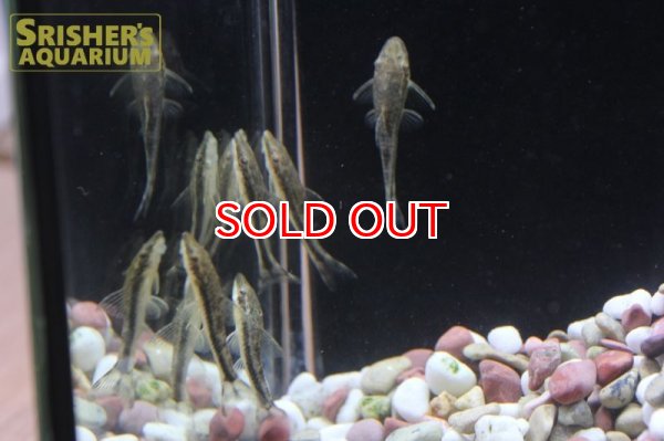 画像4: タイガージェットオトシン (4)