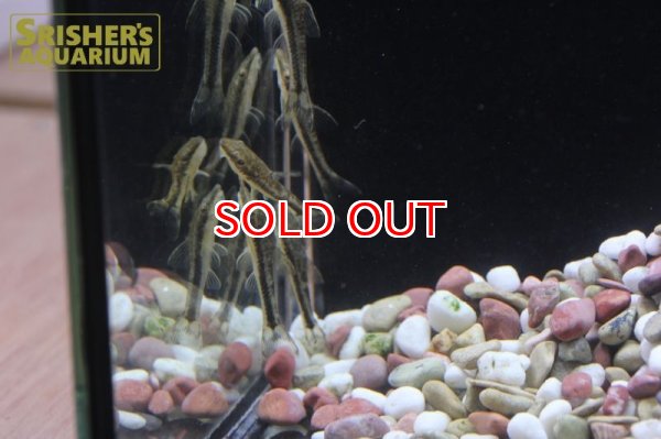 画像5: タイガージェットオトシン (5)