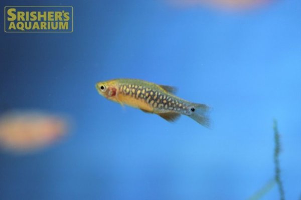 画像7: ミクロラスボラ　ハナビ × エリスロミクロン（ハイブリッド） (7)