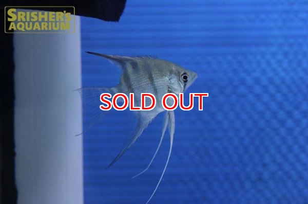 画像7: デュメリリエンゼル　ネグロ（SM) (7)