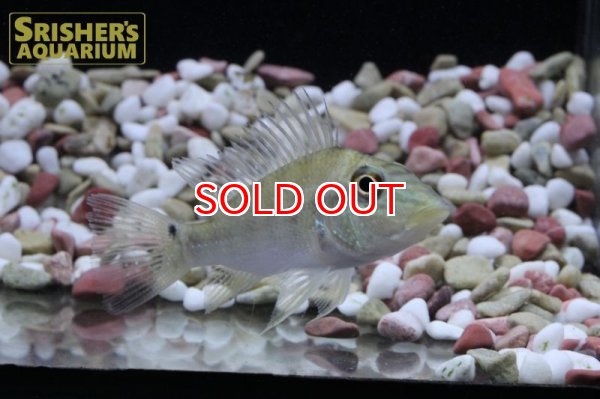 画像2: サタノペルカ　CF.ジュルパリ　グリーンデーモン（コロンビア） (2)