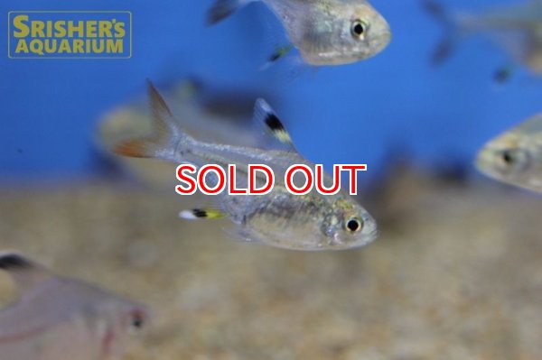 画像4: バルーンプリステラ (4)