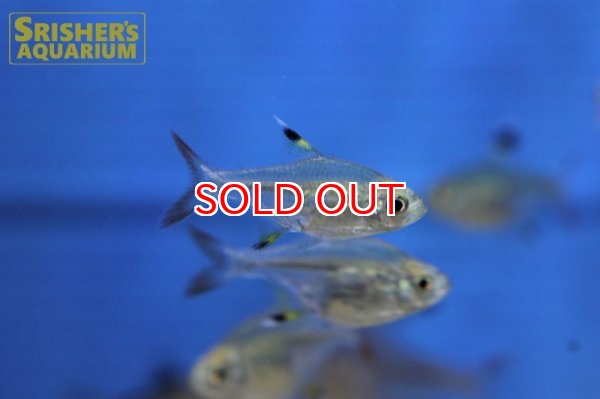 画像3: バルーンプリステラ (3)