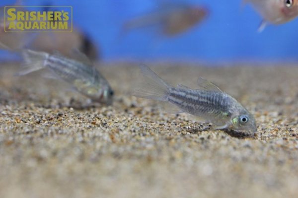 画像3: コリドラスｓｐ.エレガンス イエローフィン (3)