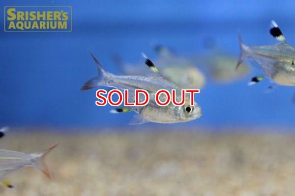 画像2: バルーンプリステラ (2)