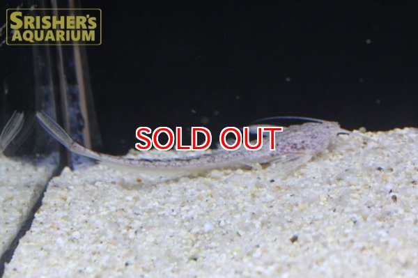 画像2: ホワイトバンジョー (2)