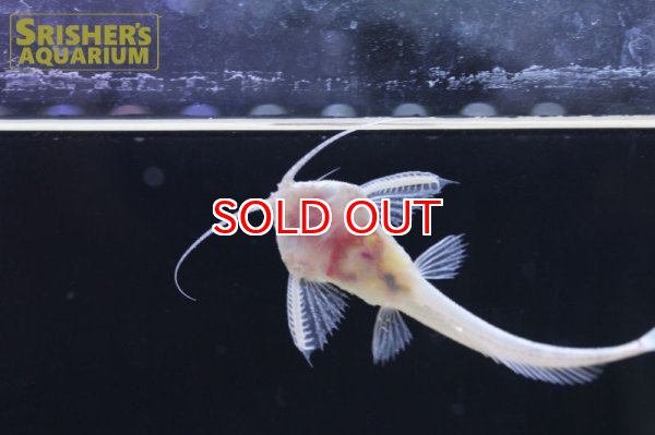 画像4: ホワイトバンジョー (4)