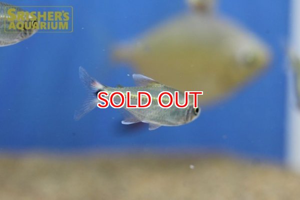 画像4: シザーステールモンクホーシャ（ペルー） (4)