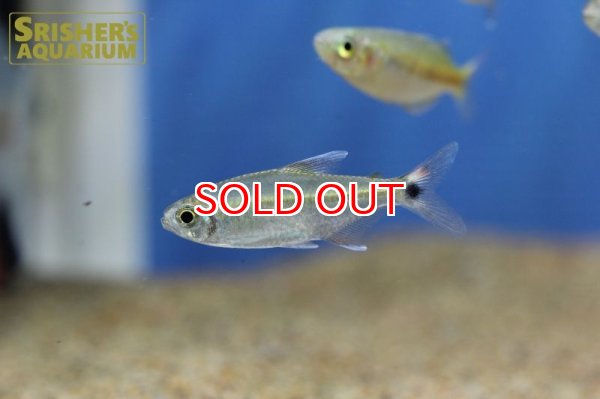 画像2: シザーステールモンクホーシャ（ペルー） (2)