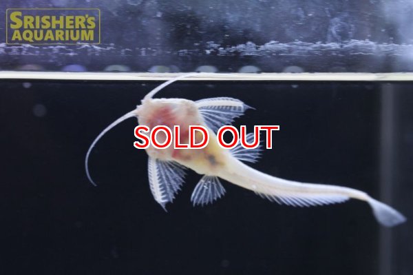 画像3: ホワイトバンジョー (3)