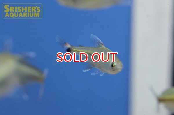 画像6: シザーステールモンクホーシャ（ペルー） (6)