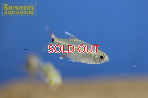 画像3: シザーステールモンクホーシャ（ペルー） (3)